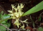 <i>Anathallis obovata</i> (Lindl.) Pridgeon & M.W.Chase [Orchidaceae]