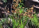 <i>Cyrtopodium witeckii</i> L.C.Menezes [Orchidaceae]