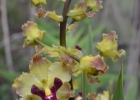 <i>Cyrtopodium witeckii</i> L.C.Menezes [Orchidaceae]