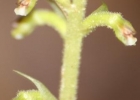 <i>Cyclopogon multiflorus</i> Schltr. [Orchidaceae]