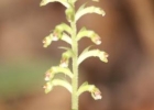 <i>Cyclopogon multiflorus</i> Schltr. [Orchidaceae]
