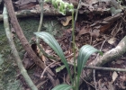 <i>Cyclopogon longibracteatus</i> (Barb.Rodr) Schltr. [Orchidaceae]