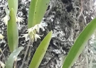 <i>Octomeria crassifolia</i> Lindl. [Orchidaceae]
