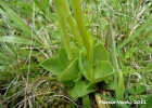 <i>Cyclopogon apricus</i> (Lindl.) Schltr. [Orchidaceae]
