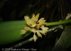 <i>Octomeria crassifolia</i> Lindl. [Orchidaceae]