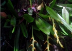 <i>Acianthera glumacea</i> (Lindl.) Pridgeon & M.W.Chase [Orchidaceae]