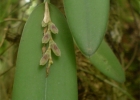 <i>Acianthera pubescens</i> (Lindl.) Pridgeon & M.W.Chase [Orchidaceae]