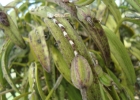 <i>Acianthera pubescens</i> (Lindl.) Pridgeon & M.W.Chase [Orchidaceae]