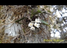 <i>Capanemia adelaidae</i> Brade [Orchidaceae]