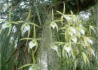 <i>Brassavola tuberculata</i> Hook [Orchidaceae]