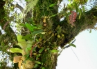 <i>Bulbophyllum granulosum</i> Barb.Rodr. [Orchidaceae]