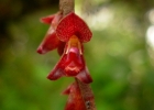 <i>Bulbophyllum granulosum</i> Barb.Rodr. [Orchidaceae]
