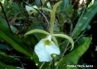 <i>Brassavola tuberculata</i> Hook [Orchidaceae]