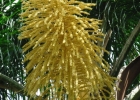 <i>Syagrus romanzoffiana</i> (Cham.) Glassman [Arecaceae]