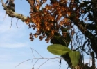 <i>Gomesa gravesiana</i> (Rolfe) M.W. Chase & N.H. Willians [Orchidaceae]