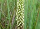 <i>Brachystele widgrenii</i> (Rchb.f.) Schltr. [Orchidaceae]