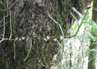 <i>Campylocentrum aromaticum</i> Barb.Rodr. [Orchidaceae]