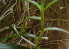 <i>Campylocentrum aromaticum</i> Barb.Rodr. [Orchidaceae]