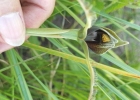 <i>Bipinnula biplumata</i> (L.f.) Rchb.f. [Orchidaceae]