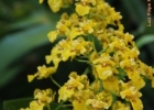 <i>Baptistonia venusta</i> (Drapiez) Chiron [Orchidaceae]