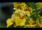 <i>Baptistonia venusta</i> (Drapiez) Chiron [Orchidaceae]