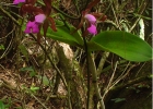 <i>Cattleya tigrina</i> A.Rich. [Orchidaceae]