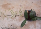 <i>Baptistonia riograndensis</i> (Cogn.) Chiron & V.P.Castro [Orchidaceae]