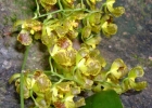 <i>Baptistonia riograndensis</i> (Cogn.) Chiron & V.P.Castro [Orchidaceae]