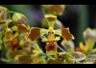 <i>Baptistonia albinoi</i> (Schltr.) Chiron & V.P.Castro [Orchidaceae]