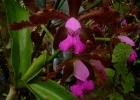 <i>Cattleya tigrina</i> A.Rich. [Orchidaceae]