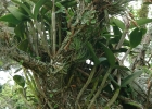 <i>Cattleya tigrina</i> A.Rich. [Orchidaceae]