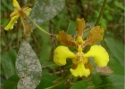 <i>Oncidium barbatum</i> Lindl. [Orchidaceae]