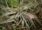 <i>Tillandsia gardneri</i> Lindl. [Bromeliaceae]