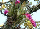 <i>Tillandsia stricta</i> Sol. [Bromeliaceae]