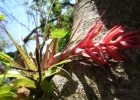 <i>Tillandsia geminiflora</i> Brogn. [Bromeliaceae]