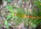 <i>Huperzia mandiocana</i> (Raddi) Trevis. [Lycopodiaceae]