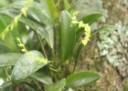 <i>Anathallis rubens</i> (Lindl.) Pridgeon & M.W.Chase [Orchidaceae]