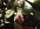 <i>Anathallis laciniata</i> (Barb.Rodr.) F.Barros & Barberena [Orchidaceae]