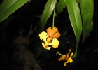 <i>Alatiglossum micropogon</i> (Rchb.f.) Baptista [Orchidaceae]
