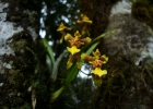 <i>Gomesa longipes</i> (Lindl. & Paxt.) M.W.Chase & N.H.Williams [Orchidaceae]