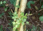 <i>Peperomia catharinae</i> Miq. [Piperaceae]