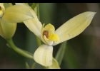 <i>Cyanaeorchis arundinae</i> (Rchb.f.) Barb.Rodr. [Orchidaceae]