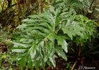 <i>Philodendron bipinnatifidum</i> Schott ex Endl. [Araceae]