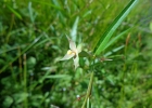 <i>Ludwigia decurrens</i> Walter [Onagraceae]