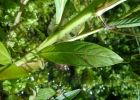 <i>Ludwigia decurrens</i> Walter [Onagraceae]