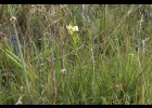 <i>Cyanaeorchis arundinae</i> (Rchb.f.) Barb.Rodr. [Orchidaceae]