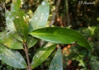 <i>Syzygium jambos</i> (L.) Alston [Myrtaceae]