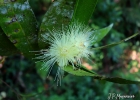 <i>Syzygium jambos</i> (L.) Alston [Myrtaceae]
