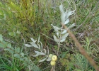 <i>Psidium salutare</i> (Kunth) O.Berg [Myrtaceae]