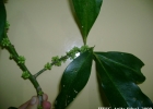 <i>Myrsine balansae</i> (Mez) Arechav. [Primulaceae]